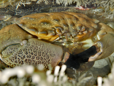 Cuban Stone Crab - Menippe nodifrons - Blue Heron Bridge, Florida