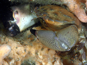 Cuban Stone Crab - Menippe nodifrons - Blue Heron Bridge, Florida