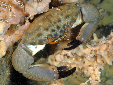 Cuban Stone Crab - Menippe nodifrons - Blue Heron Bridge, Florida