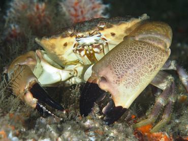 Cuban Stone Crab - Menippe nodifrons - Blue Heron Bridge, Florida