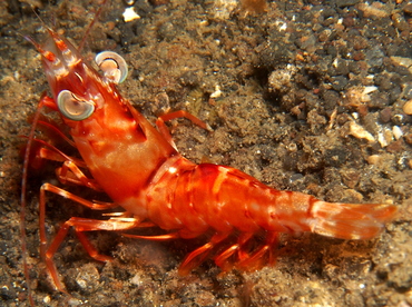 Humpback Prawn - Metapenaeopsis lamellata - Lembeh Strait, Indonesia