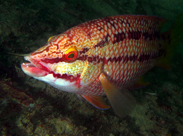 Mexican Hogfish - Bodianus diplotaenia - Cabo San Lucas, Mexico