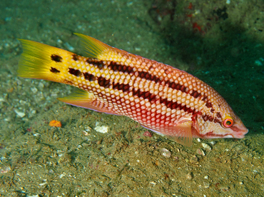 Mexican Hogfish - Bodianus diplotaenia - Cabo San Lucas, Mexico