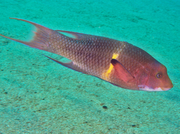 Mexican Hogfish - Bodianus diplotaenia - Cabo San Lucas, Mexico