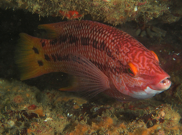 Mexican Hogfish - Bodianus diplotaenia - Cabo San Lucas, Mexico