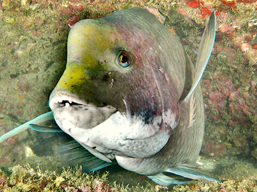 Mexican Hogfish - Bodianus diplotaenia - Cabo San Lucas, Mexico