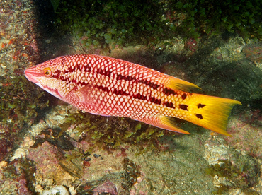 Mexican Hogfish - Bodianus diplotaenia - Cabo San Lucas, Mexico