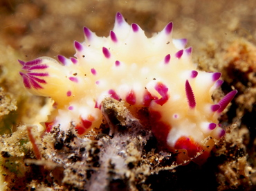 Bumpy Mexichromis - Mexichromis multituberculata - Lembeh Strait, Indonesia
