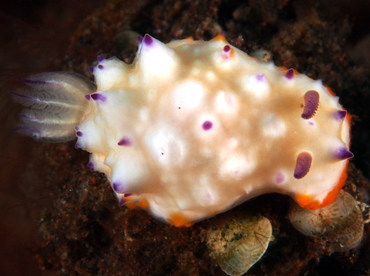 Bumpy Mexichromis - Mexichromis multituberculata - Bali, Indonesia