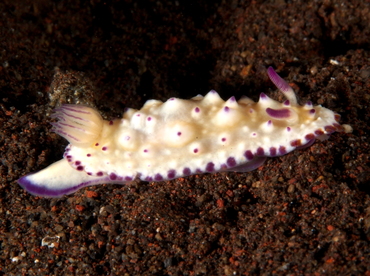 Bumpy Mexichromis - Mexichromis multituberculata - Bali, Indonesia