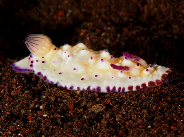 Bumpy Mexichromis - Mexichromis multituberculata - Bali, Indonesia