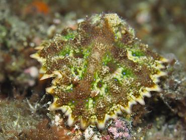 Pitted Miamira - Miamira miamirana - Bali, Indonesia