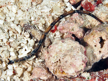 Shortnose Pipefish - Micrognathus andersonii - Wakatobi, Indonesia