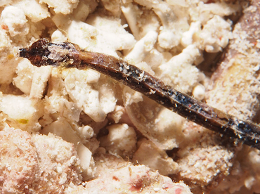 Shortnose Pipefish - Micrognathus andersonii - Wakatobi, Indonesia