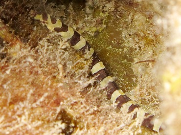 Harlequin Pipefish - Micrognathus crinitus - Cozumel, Mexico