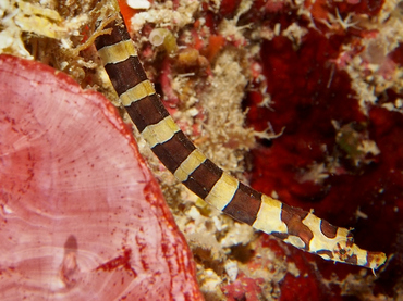 Harlequin Pipefish - Micrognathus crinitus - Roatan, Honduras