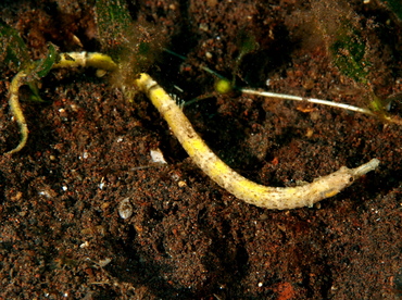 Micrognathus sp. - Micrognathus sp. - Bali, Indonesia