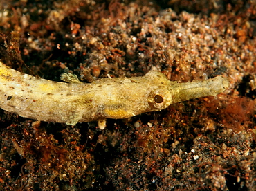 Micrognathus sp. - Micrognathus sp. - Bali, Indonesia