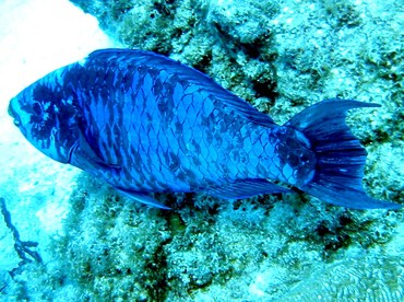 Midnight Parrotfish - Scarus coelestinus - Bimini, Bahamas