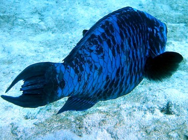 Midnight Parrotfish - Scarus coelestinus - Bimini, Bahamas