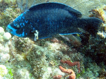 Midnight Parrotfish - Scarus coelestinus - Key Largo, Florida