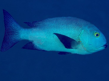 Midnight Snapper - Macolor macularis - Yap, Micronesia