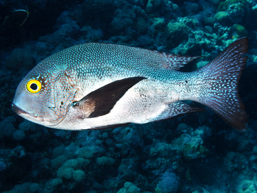 Midnight Snapper - Macolor macularis - Coral Sea, Australia