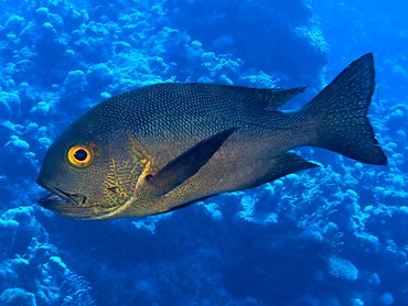 Midnight Snapper - Macolor macularis - Coral Sea, Australia