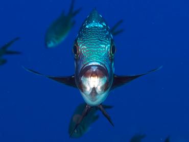 Midnight Snapper - Macolor macularis - Komodo, Indonesia