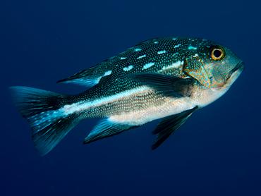 Midnight Snapper - Macolor macularis - Komodo, Indonesia