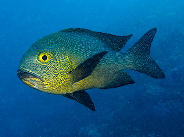 Midnight Snapper - Macolor macularis - Fiji