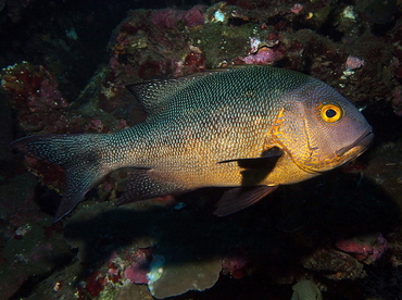 Midnight Snapper - Macolor macularis - Bali, Indonesia