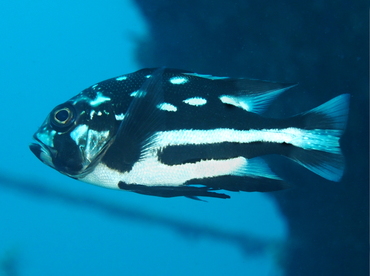 Midnight Snapper - Macolor macularis - Anilao, Philippines