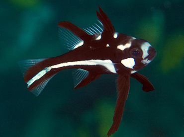 Midnight Snapper - Macolor macularis - Wakatobi, Indonesia