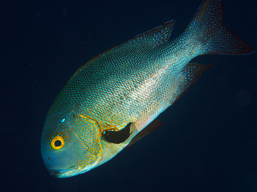 Midnight Snapper - Macolor macularis - Wakatobi, Indonesia