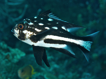 Midnight Snapper - Macolor macularis - Wakatobi, Indonesia