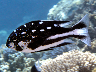 Midnight Snapper - Macolor macularis - Great Barrier Reef, Australia