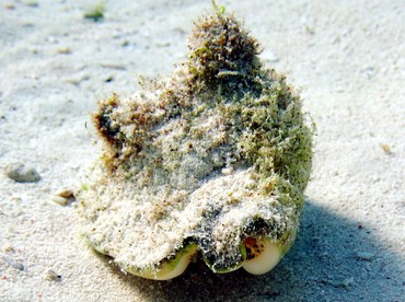 Milk Conch - Macrostrombus costatus - Isla Mujeres, Mexico