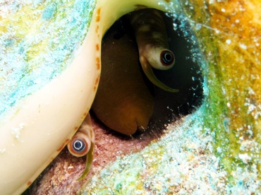 Milk Conch - Macrostrombus costatus - Grand Cayman