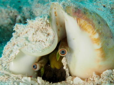 Milk Conch - Macrostrombus costatus - Belize