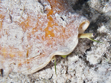 Milk Conch - Macrostrombus costatus - Turks and Caicos