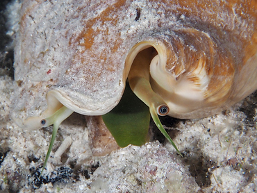 Milk Conch - Macrostrombus costatus - Turks and Caicos