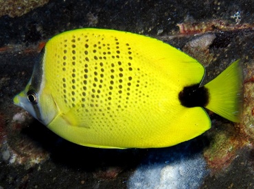 Milletseed Butterflyfish - Chaetodon miliaris - Maui, Hawaii