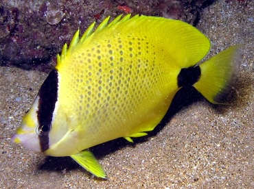 Milletseed Butterflyfish - Chaetodon miliaris - Maui, Hawaii