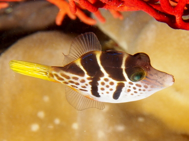 Mimic Filefish - Paraluteres prionurus - Fiji