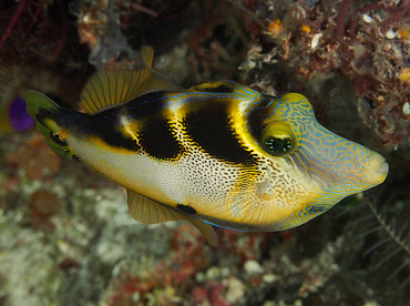 Mimic Filefish - Paraluteres prionurus - Wakatobi, Indonesia