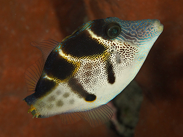 Mimic Filefish - Paraluteres prionurus - Wakatobi, Indonesia