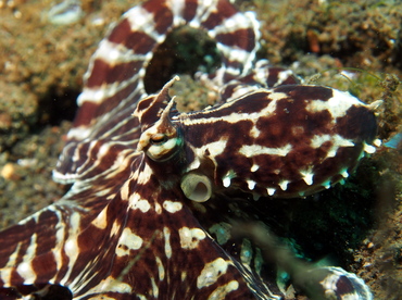 Mimic Octopus - Thaumoctopus mimicus - Lembeh Strait, Indonesia