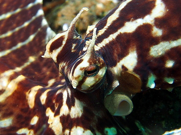 Mimic Octopus - Thaumoctopus mimicus - Lembeh Strait, Indonesia