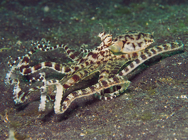 Mimic Octopus - Thaumoctopus mimicus - Lembeh Strait, Indonesia